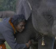 El documental "The Elephants Whisperers" fue estrenada en diciembre de 2022 en Netflix y narra la historia de una cría de un elefante huérfano al cuidado de la pareja, mientras muestra el fuerte vínculo que se establece entre ellos.