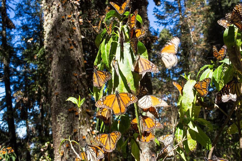 Para las mariposas es vital contar con bosques bien conservados, donde millones de los insectos de alas color naranja y negro se cuelgan de las ramas. (EFE)