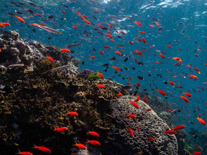 La hermosa Gran Barrera de Coral en Australia. (Shutterstock)