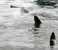 Según las autoridades locales, el del sábado supone el tercer incidente que involucra a un tiburón que se contabiliza en el condado de Volusia durante 2023.