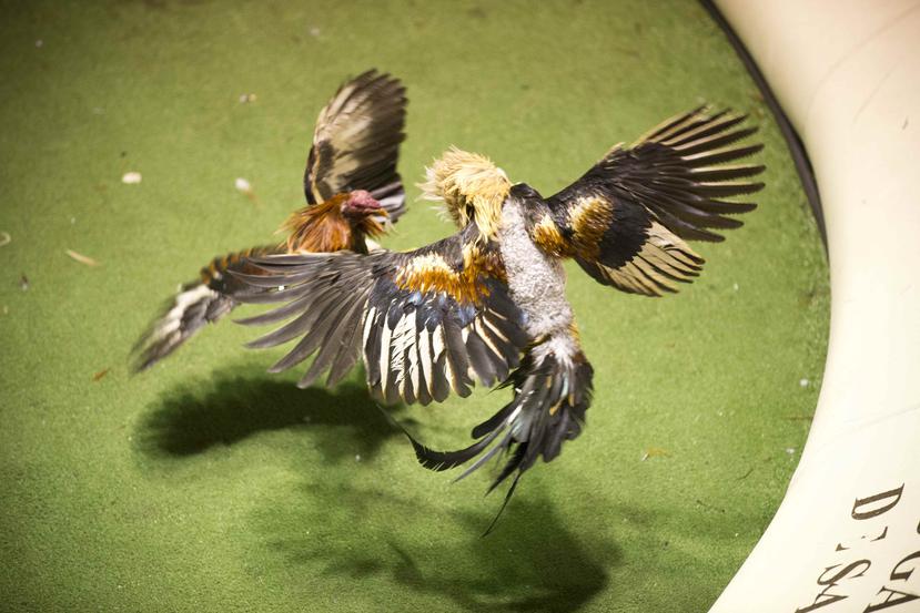Imagen de una pelea de gallos. (GFR Media)