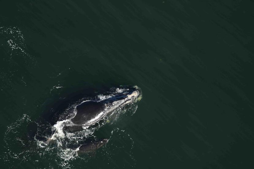 Solo quedan 450 ejemplares de ballena franca de acuerdo a los científicos. (AP)