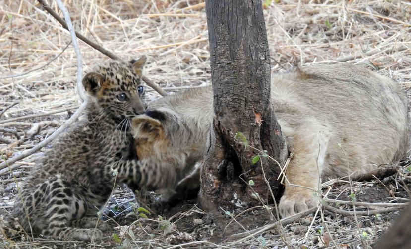 Una leona en India adopta a una cría de leopardo por 45 días. (Dheeraj Mittal vía The New York Times)

