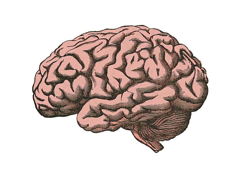 El cerebro procesa la información rápidamente al detectar señales de amenaza.