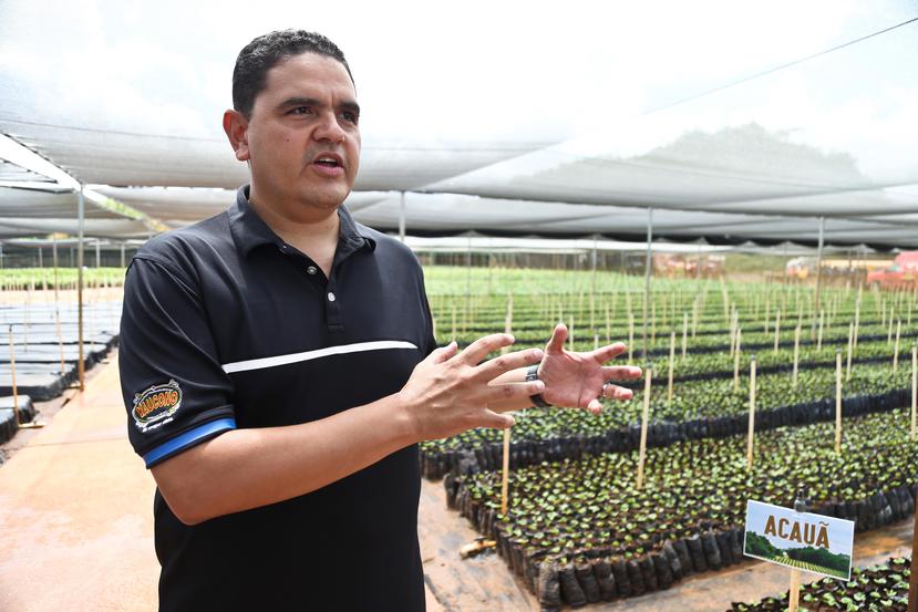 Germán Negrón, gerente de Puerto Rico Coffee Roasters, indicó que uno de los proyectos en el tintero es la ampliación de un vivero en Jayuya, con capacidad para 400,000 plantas, que debe estar listo este mes. (GFR Media)