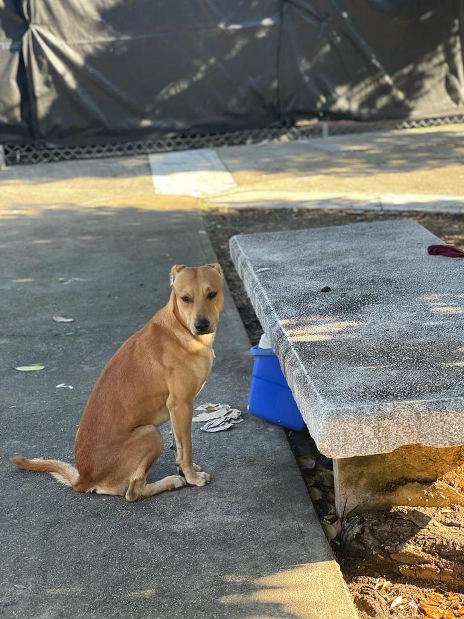 La conmovedora escena que protagonizó un perro luego de que falleciera su  amo en el Centro Médico de Río Piedras - El Nuevo Día