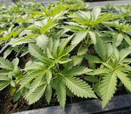 En Estados Unidos, Ohio se convirtió el martes en el estado número 24 que permite el uso de cannabis con fines recreativos para personas adultas.