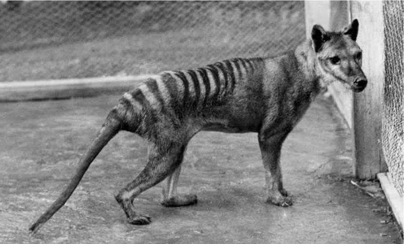 La especie llamada tilacino, y conocida como el tigre de Tasmania, se parece a un cruce entre un gran gato, un zorro y un lobo. (Wikimedia Commons)