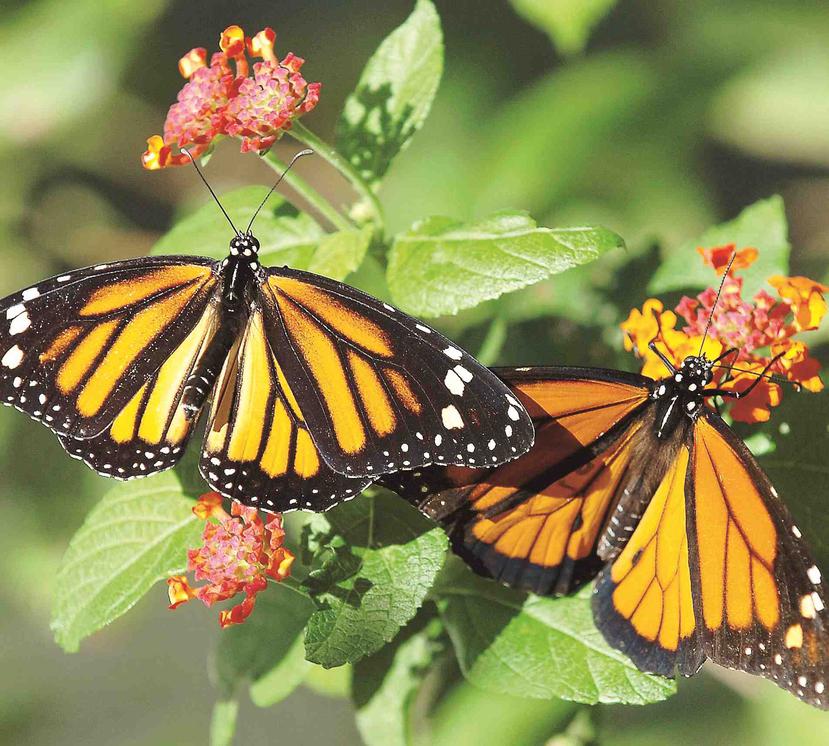 La mariposa monarca es una de las más conocidas en Puerto Rico, en especial por lo llamativo de sus colores.