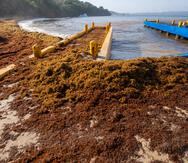 2023 09 14  AGUADILLA     La playa de Crash Boat con exceso de algas marinas  ( de sargazo ) en sus orillas  .   GFR Media /  El Nuevo Dia / Primera Hora   © Jorge A Ramirez Portela