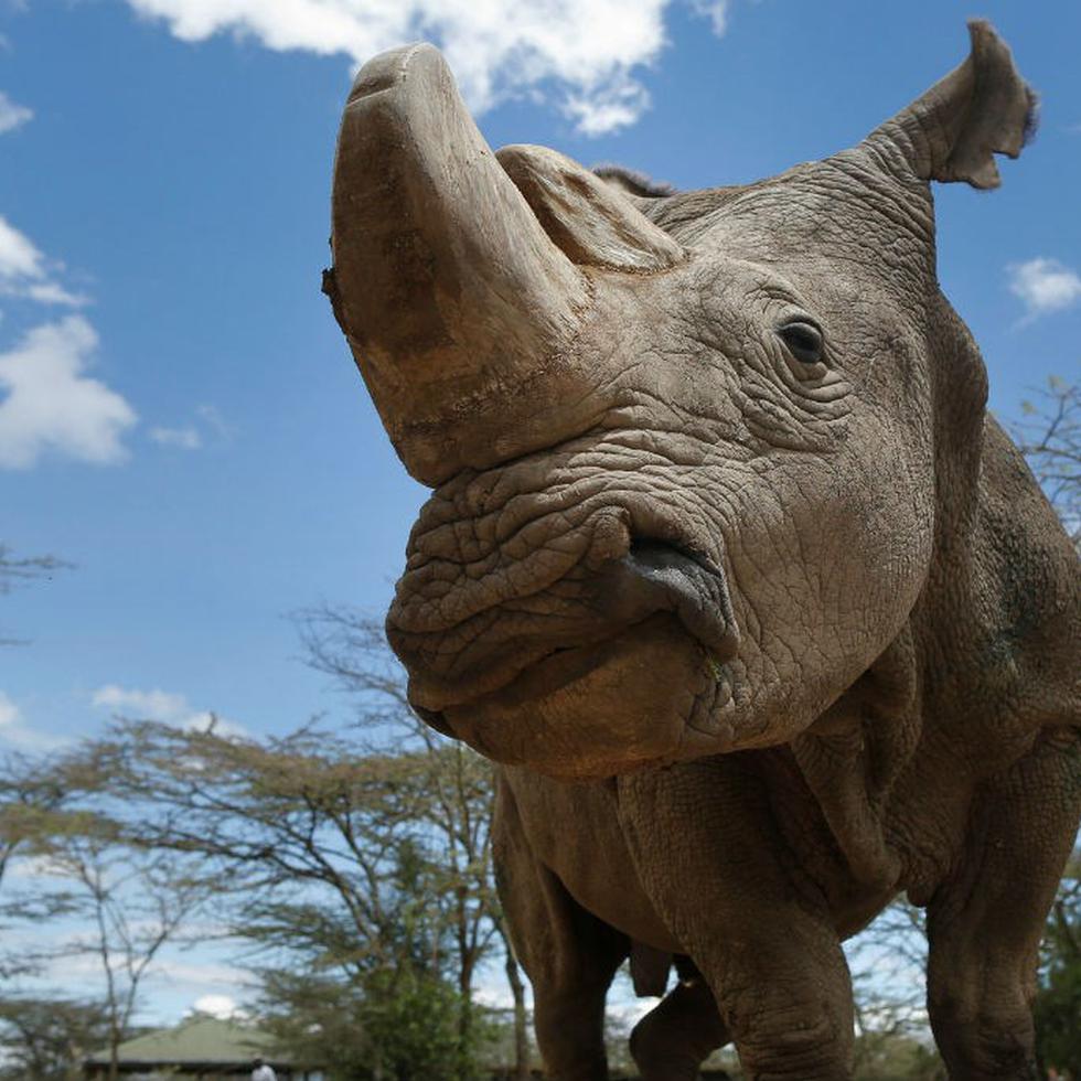 Imagen del último rinoceronte blanco del norte macho que quedaba en el mundo, llamado Sudán.