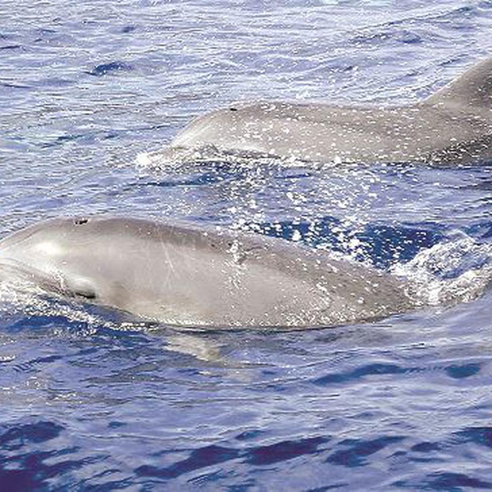 Delfines que sorprenden a bañistas en Fajardo