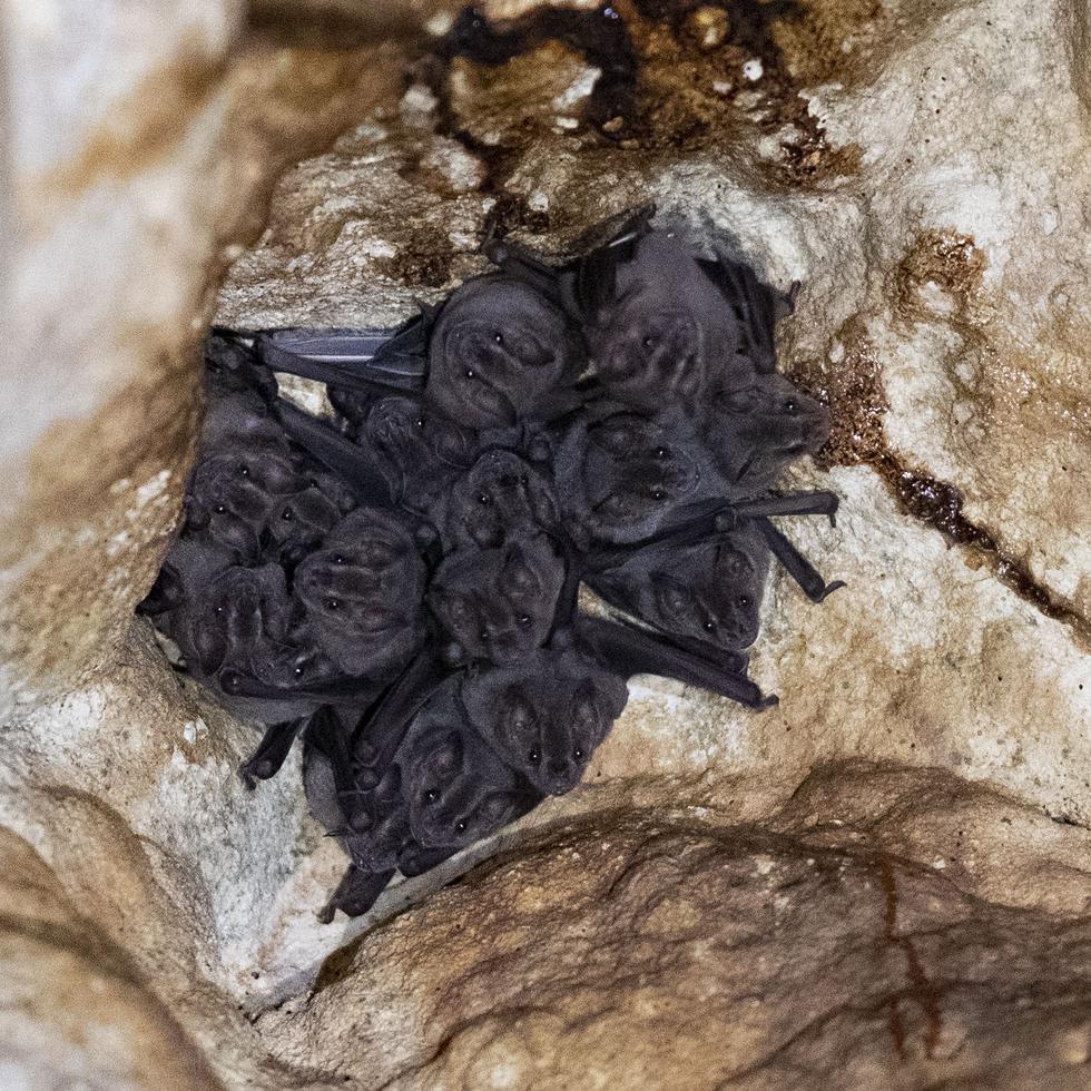 Como parte del estudio, se hicieron más de 20 viajes de campo, durante un año, para medir las poblaciones de murciélagos en cuevas calientes.