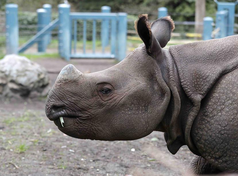 El Rhinoceros unicornis es una de las tres especies de rinocerontes que existen actualmente en Asia. (AP)