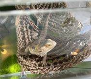 El reptil fue ocupado en una de las propiedades intervenidas en Levittwon, Toa Baja.