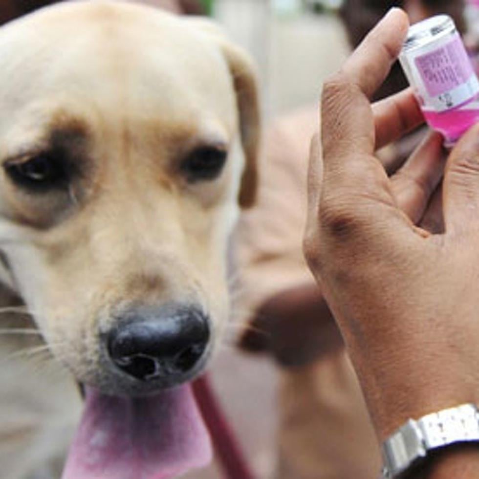 La estrategia más efectiva y rentable para impedir el contagio de rabia entre animales y hacia los humanos es la vacunación preventiva de perros, gatos, caballos y ganado. (Archivo)