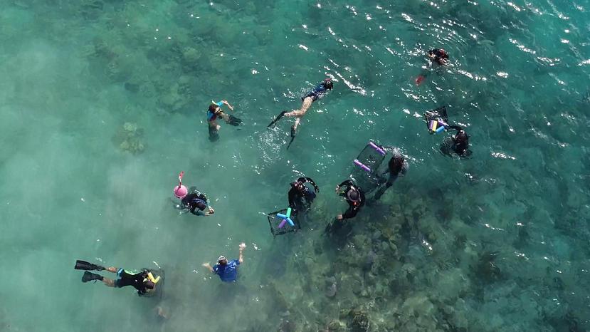 Voluntarios de Mercy Corps y Bacardí se unieron a Sociedad Ambiente Marino y colectaron fragmentos de coral en la playa Tamarindo de Culebra. (Suministrada)