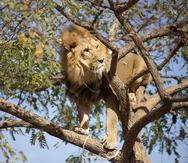 En los últimos 25 años, el número de leones africanos se ha reducido a la mitad y quedan de 20,000 a 30,000 ejemplares en estado salvaje.