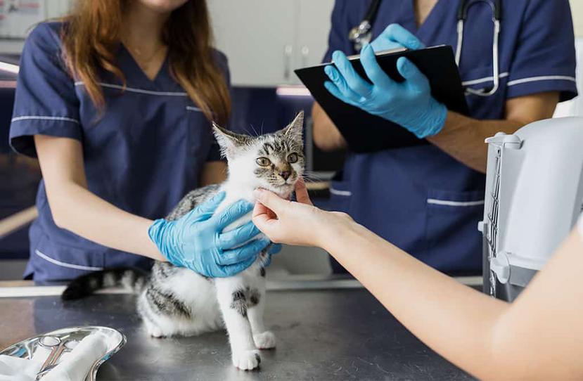 Los gatos domésticos necesitan tanto cuidado veterinario como los perros y pueden estar propensos a condiciones que hay que vigilar y cuidar.