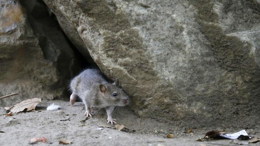 Una rata hembra puede parir cinco veces al año y en cada camada tener hasta 14 crías. (GFR Media)