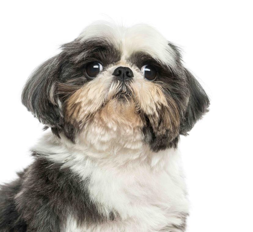 El perro era mezcla de Shih Tzu de un año. (Shutterstock)