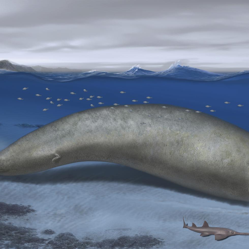 Esta ilustración realizada por el artista Alberti Gennari en 2023 muestra una reconstrucción de Perucetus colossus en su hábitat costero con un cuerpo de 20 metros de largo. La especie descubierta recientemente podría ser el animal más pesado que se conozca, desplazando de ese puesto a la ballena azul. Los científicos la han llamado Perucetus colossus, o "ballena colosal peruana" en su publicación en la revista Nature del miércoles 2 de agosto de 2023.