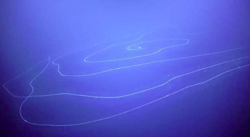 Científicos captan a un extraño animal en el océano Índico. (Capura del video publicado por Instituto Oceánico Schmidt )