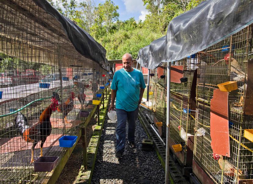 Luis Daniel Reyes, de 48 años, pondera emigrar a Boston una vez queden prohibidas las peleas de gallos.