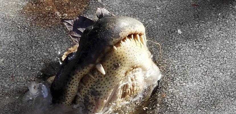 Un caimán asomando su hocico en las congeladas aguas del Shallotte River Swamp Park en Ocean Isle, Carolina del Norte. (AP)