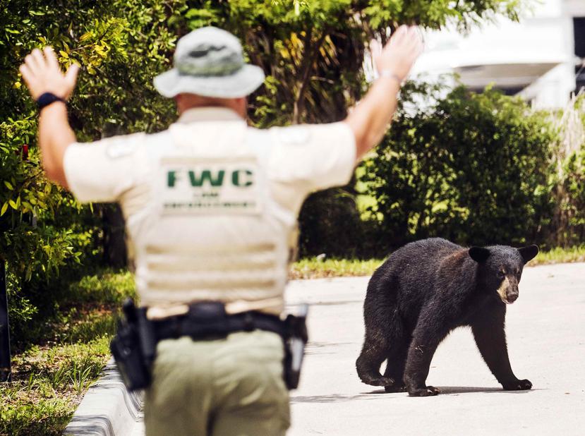 Un oficial intenta intervenir con el oso negro. (AP)