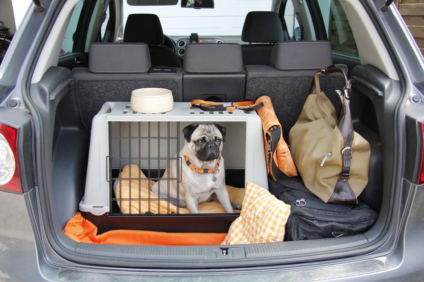 Antes de que llegue el huracán, practica el desalojo en el vehículo que utilizarás con todos los miembros de tu familia, incluyendo las mascotas.