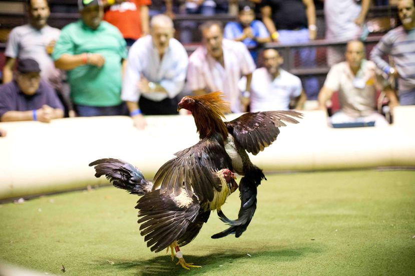 The cockfighting industry generates 12,250 direct jobs and 15,000 indirect ones in Puerto Rico, and contributes $ 18 million to the economy, Jenniffer González said. (GFR Media)