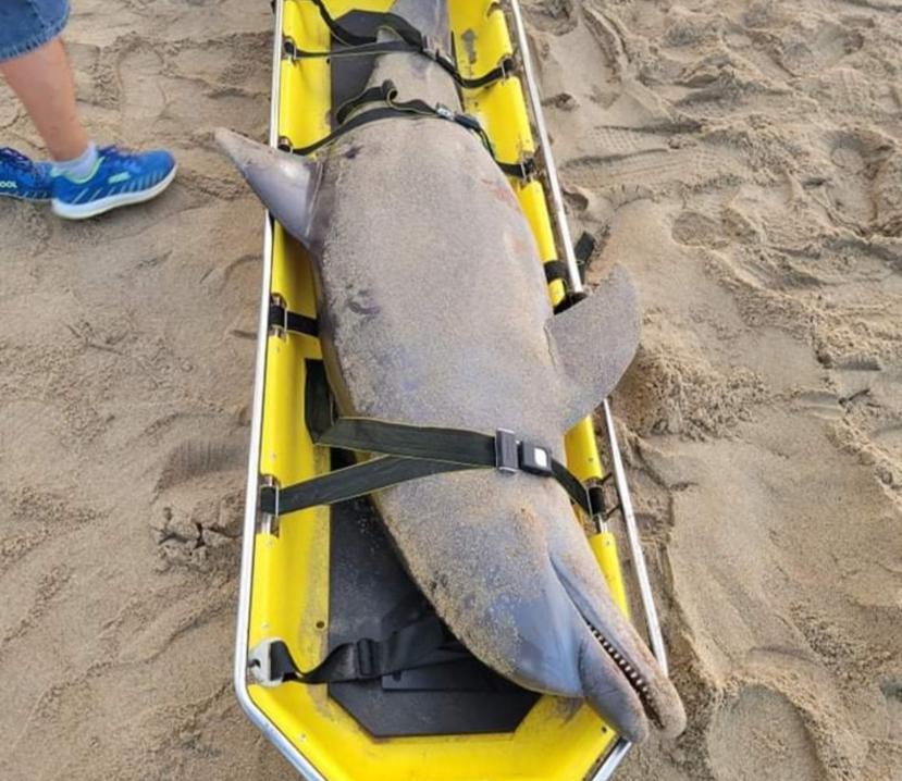 El delfín localizado muerto en Hatillo.