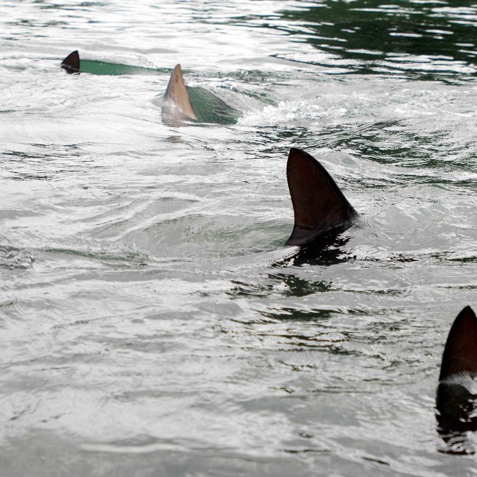 Según las autoridades locales, el del sábado supone el tercer incidente que involucra a un tiburón que se contabiliza en el condado de Volusia durante 2023.
