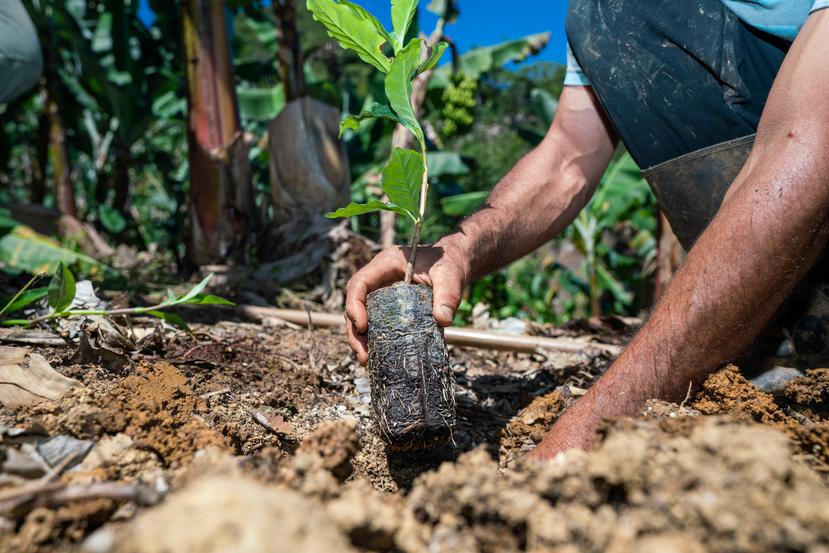 Los caficultores bonafides podrán solicitar los incentivos en alguna de las ocho regiones agrícolas para la adquisición de árboles, poda de cafetos, resiembras y siembras ordenadas de café.