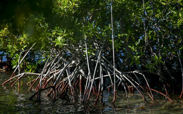 Estudio de la UPR en Ponce lo confirma: manglares ayudan a mitigar los ruidos debajo del agua