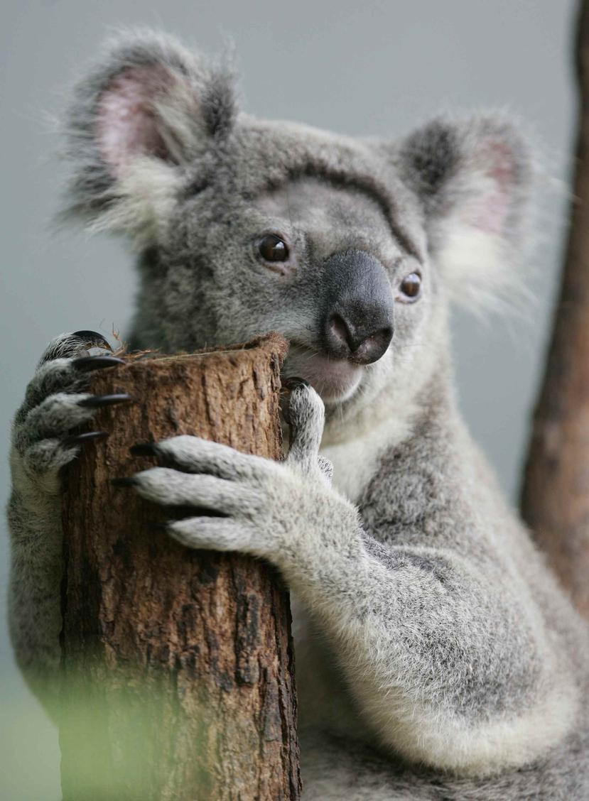 Los funcionarios del estado australiano de Victoria indicaron que los koalas fueron capturados y sedados antes de ser sacrificados como parte de unas medidas similares a las adoptadas en esa jurisdicción en 2013 y 2014. (GFR Media)