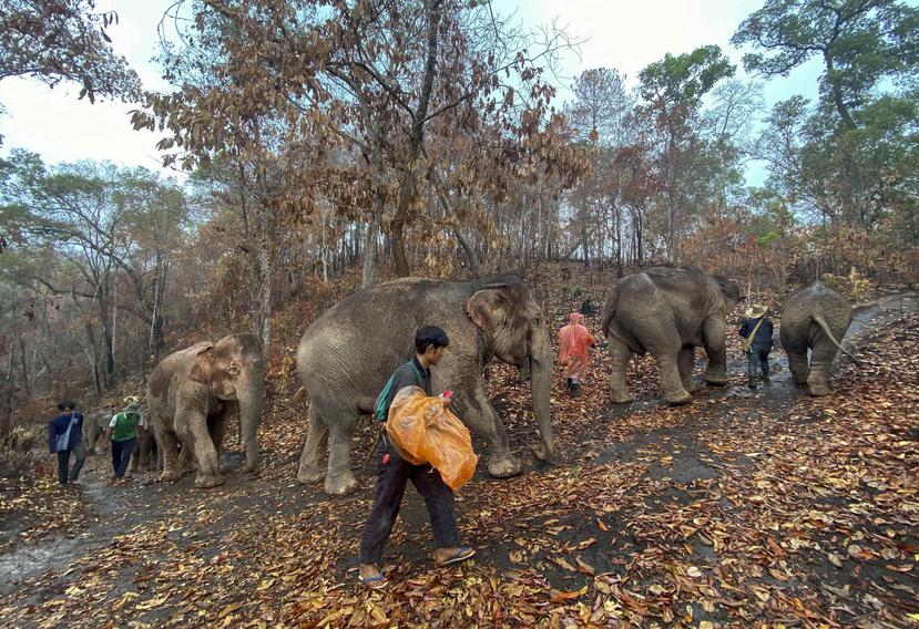 Una manada de 11 elefantes con sus guías realizan un viaje de 150 kilómetros de Mae Wang a Ban Huay, Tailandia. (AP)