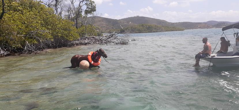 Personal de Manejo de Emergencias Municipal de Lajas logró trasladar a la yegua flotando con bollas y salvavidas prestados por pescadores. (Suministrada)