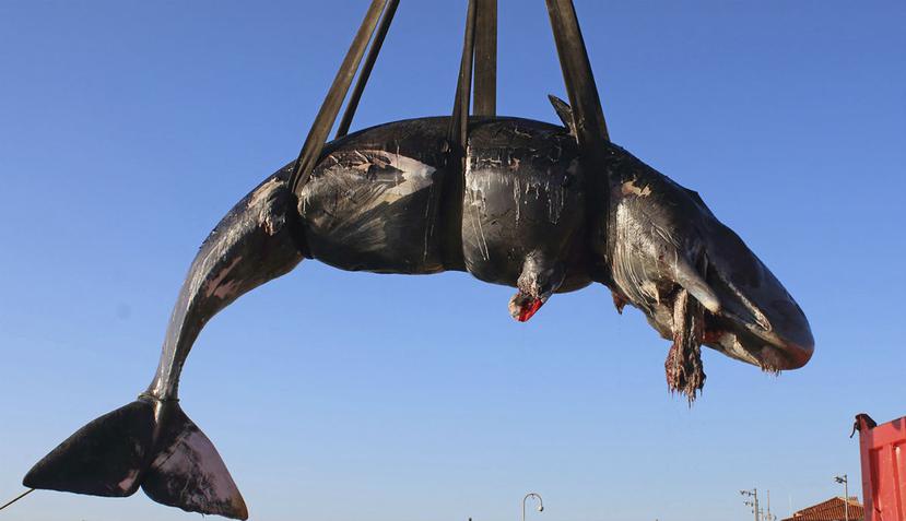El cuerpo de la ballena fue recuperado en la isla de Cerdeña. (AP)