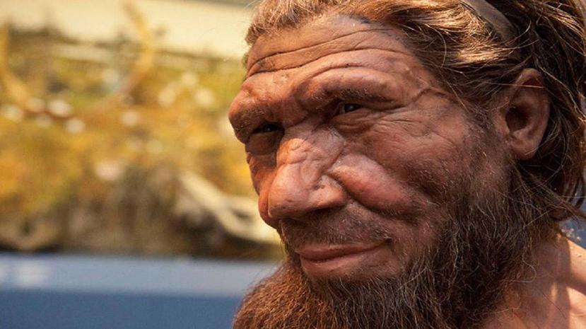 Representación de un neandertal expuesto en el Museo de Historia Natural de Londres. (EFE)