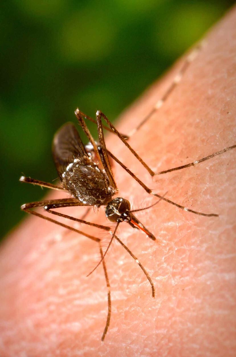 El mosquito Aedes aegypti es el vector que contagia el virus del Zika. (Foto: Shutterstock.com)