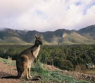 Los marsupiales son una clase de mamíferos que se encuentran en América pero sobre todo en Australia con especies como los koalas, los canguros o los cuscús. (Suministrada)