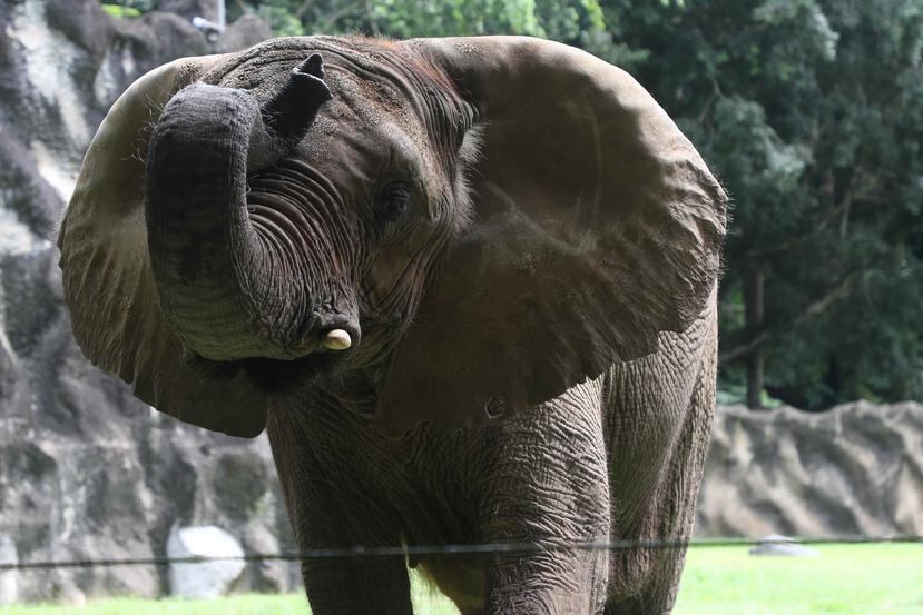La elefanta lleva 32 años en Puerto Rico. (GFR Media)