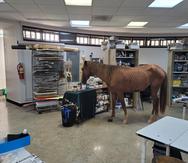 El caballo interrumpió un taller de arte en el RUM.