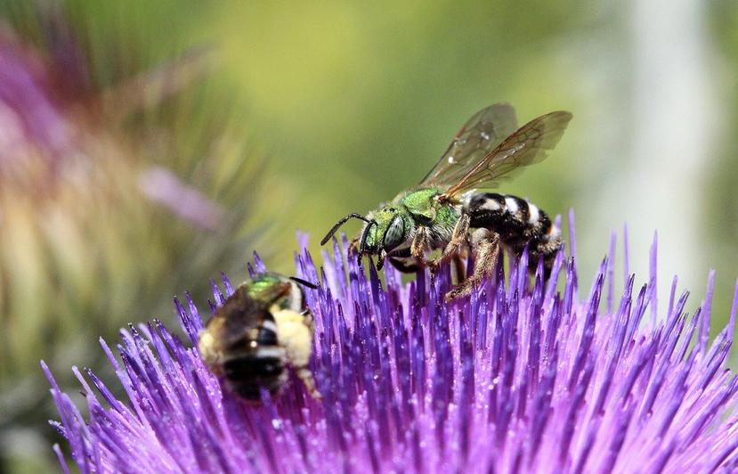 El estudio de las abejas y sus patrones de vuelo podrán ayudar para colaborar en el desarrollo de la inteligencia artificial. (AP)