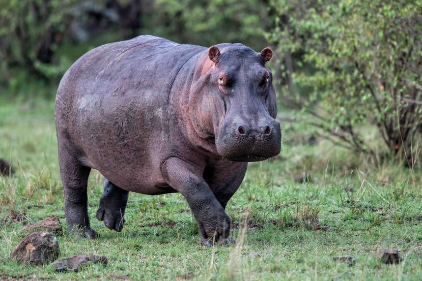 Tras la muerte Escobar y la extinción de dominio de sus propiedades, los hipopótamos escaparon y se procrearon sin ningún control. (Shutterstock / Archivo)