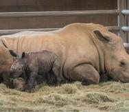 Por ahora, la madre y la cría estarán aisladas de las visitas para permitirles establecer vínculos entre sí (San Diego Zoo Global).
