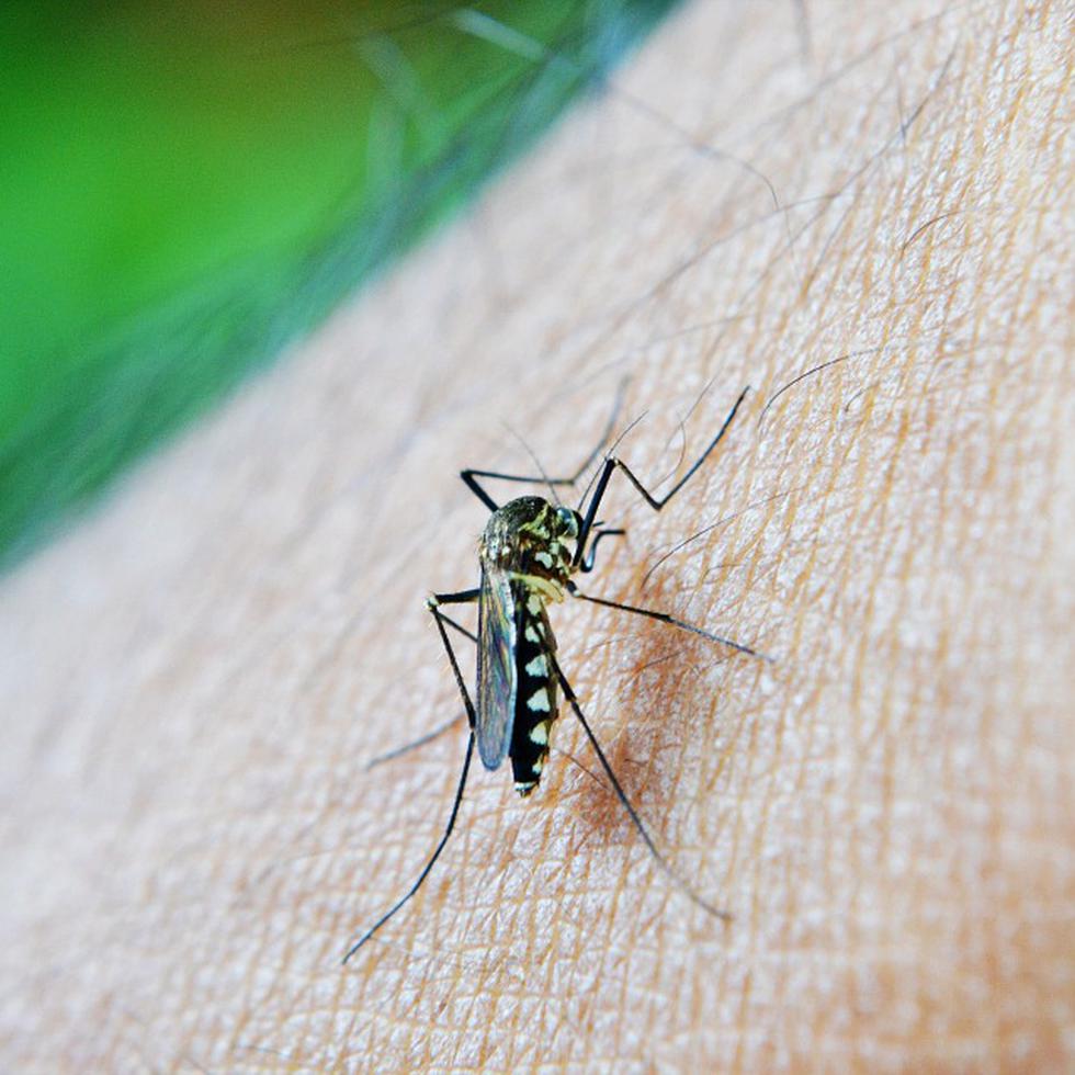 El dengue es una enfermedad febril que se transmite por la picadura del mosquito Aedes aegypti ampliamente distribuido en las Américas y que afecta a lactantes, niños y adultos.