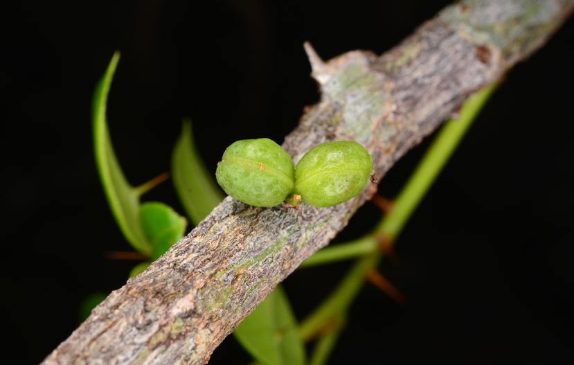 Las flores de la Zanthoxylum thomasianum son pequeñas y verdosas, y el fruto es una pequeña cápsula. (Omar Monsegur Rivera)